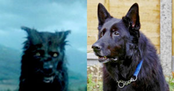 Furry Harry Potter Star Is Up For Adoption E News